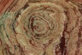Polished, Neoproterozoic Stromatolite (Conophyton) - Morocco #180106-1